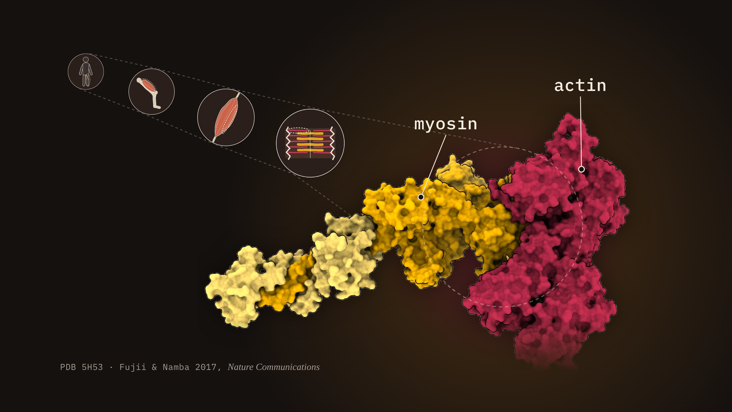 Actomyosin  - muscle to molecule