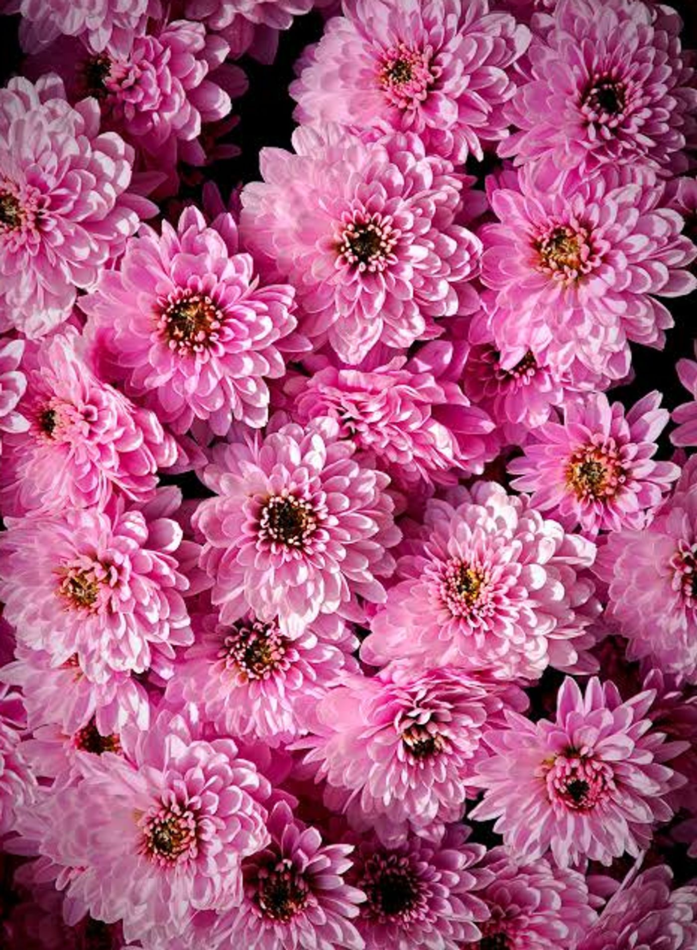 Alexandra’s Floral Journal image