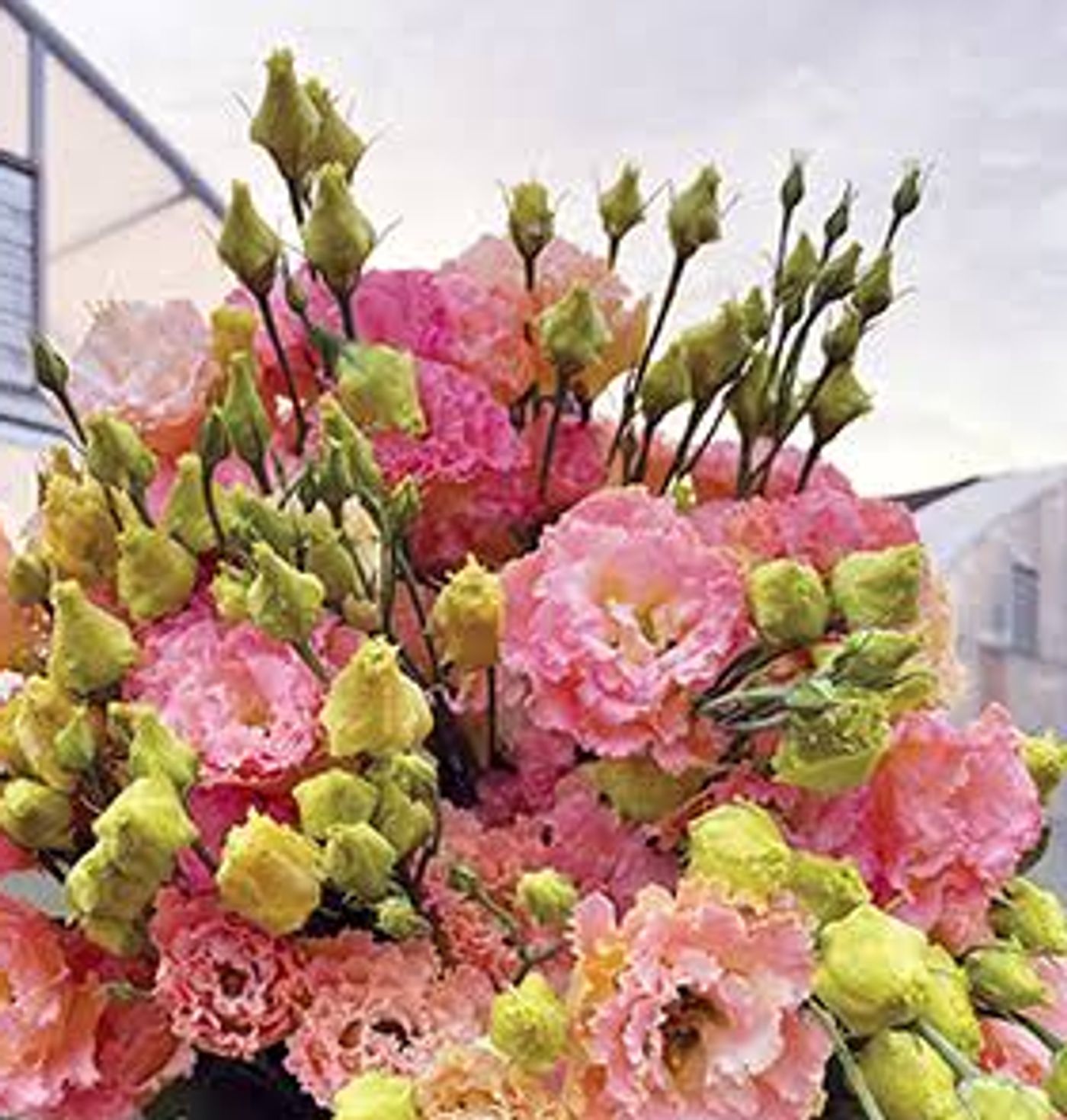 Alexandra’s Floral Journal image