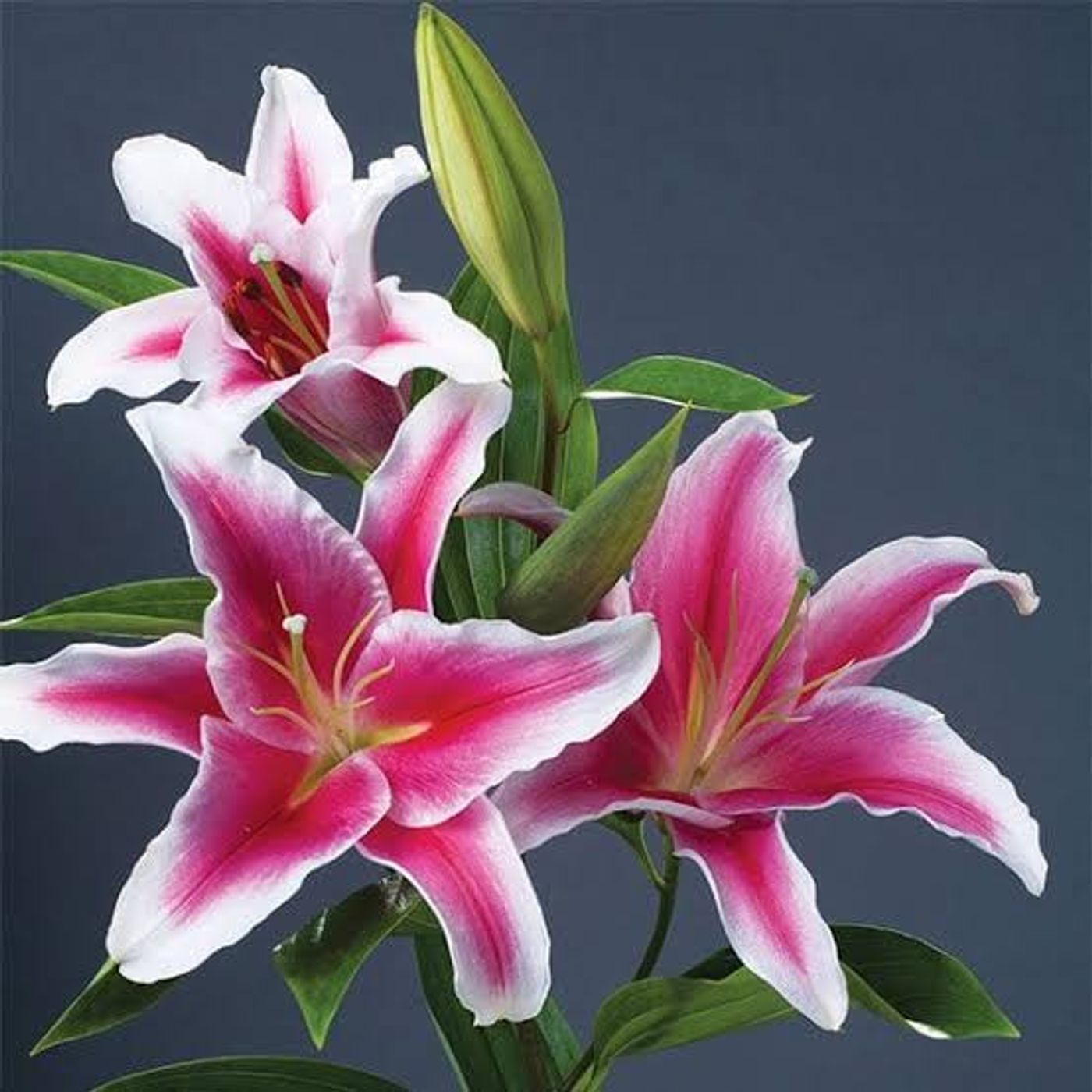 An open pink lily with delicate petals and prominent stamens.