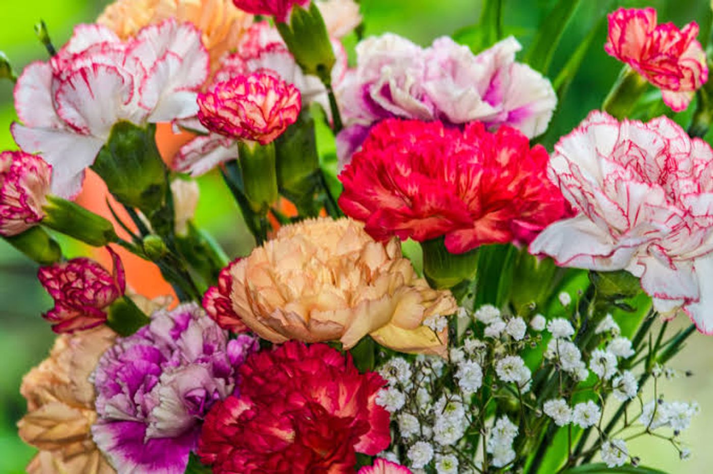 Alexandra’s Floral Journal image