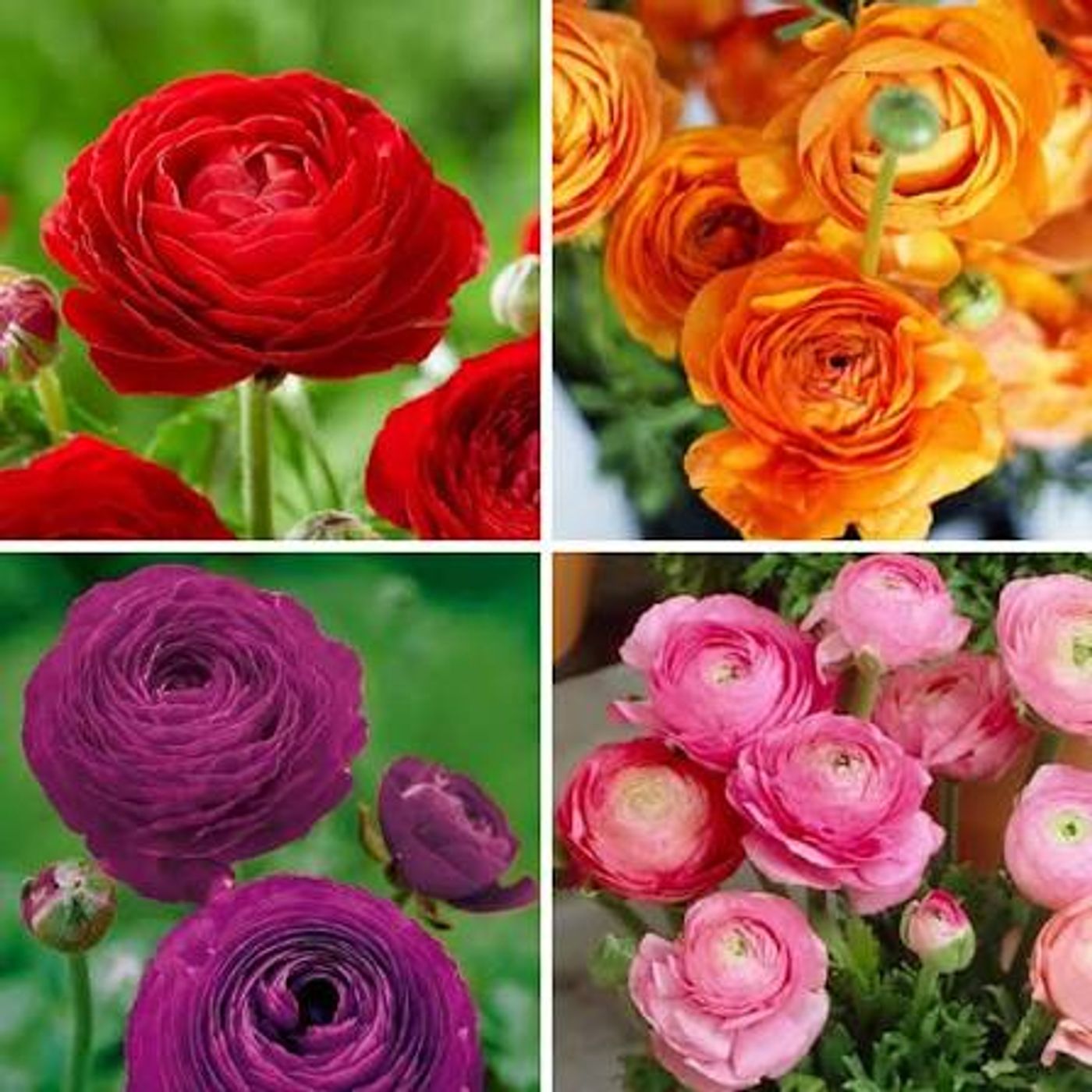 Alexandra’s Floral Journal image