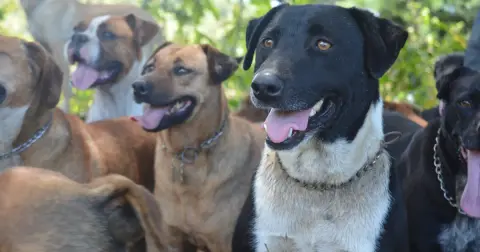 A pack of rescued mixed-breed dogs together outdoors at the sanctuary