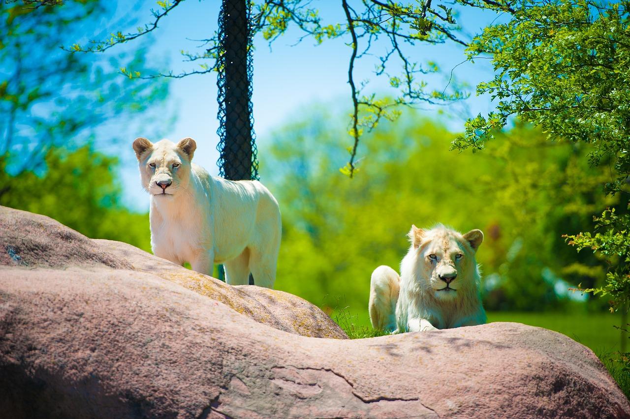 世界の動物園ベスト12:家族で楽しむ野生動物と驚きの旅