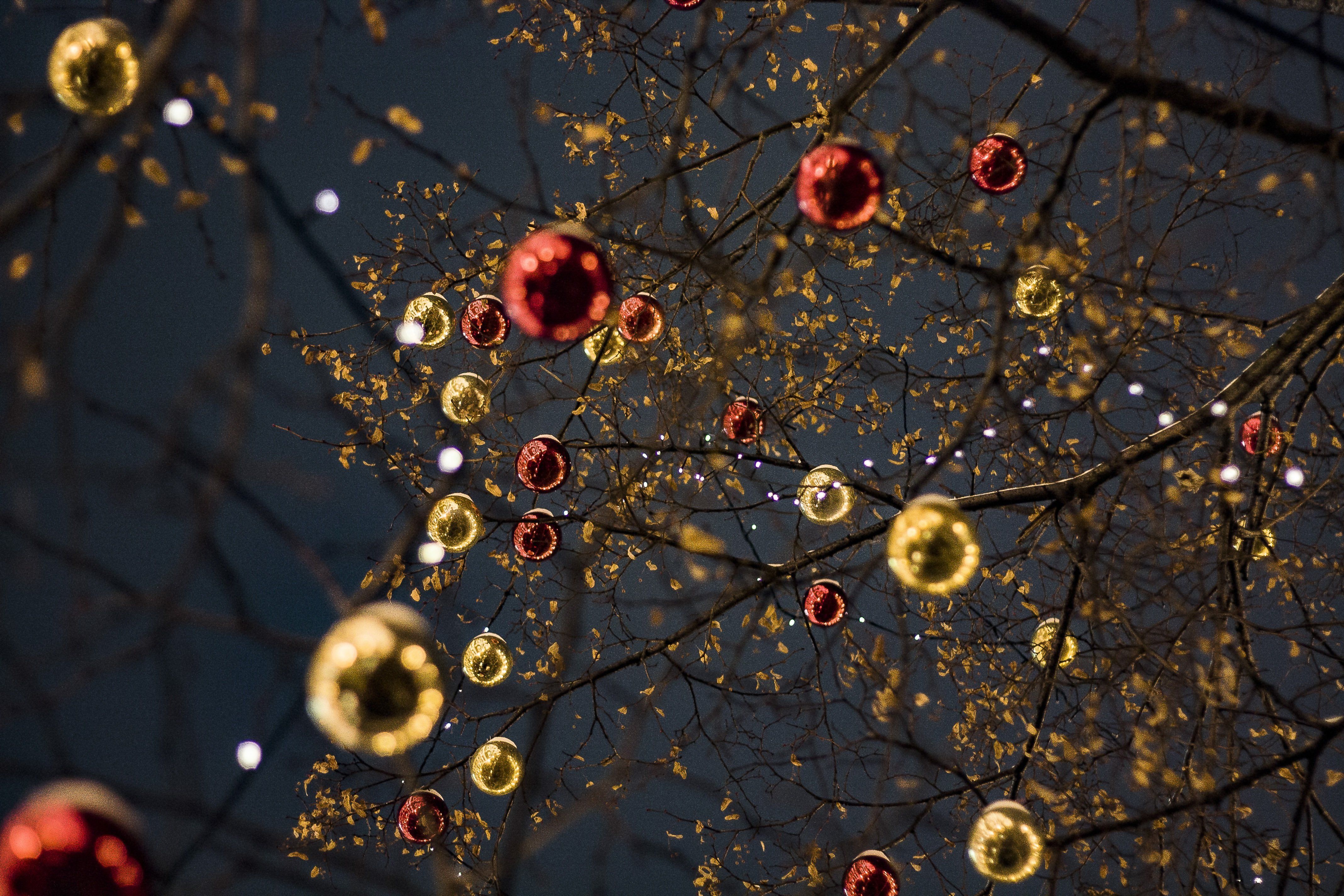 guirlande de noel dans les arbres