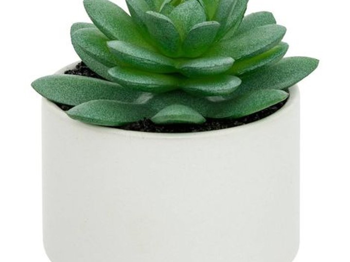 Plantes grasses