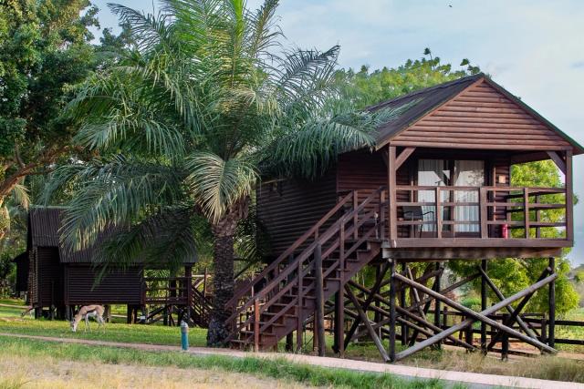 Raised wooden cabana with a balcony beside a palm tree, a springbok grazing nearby