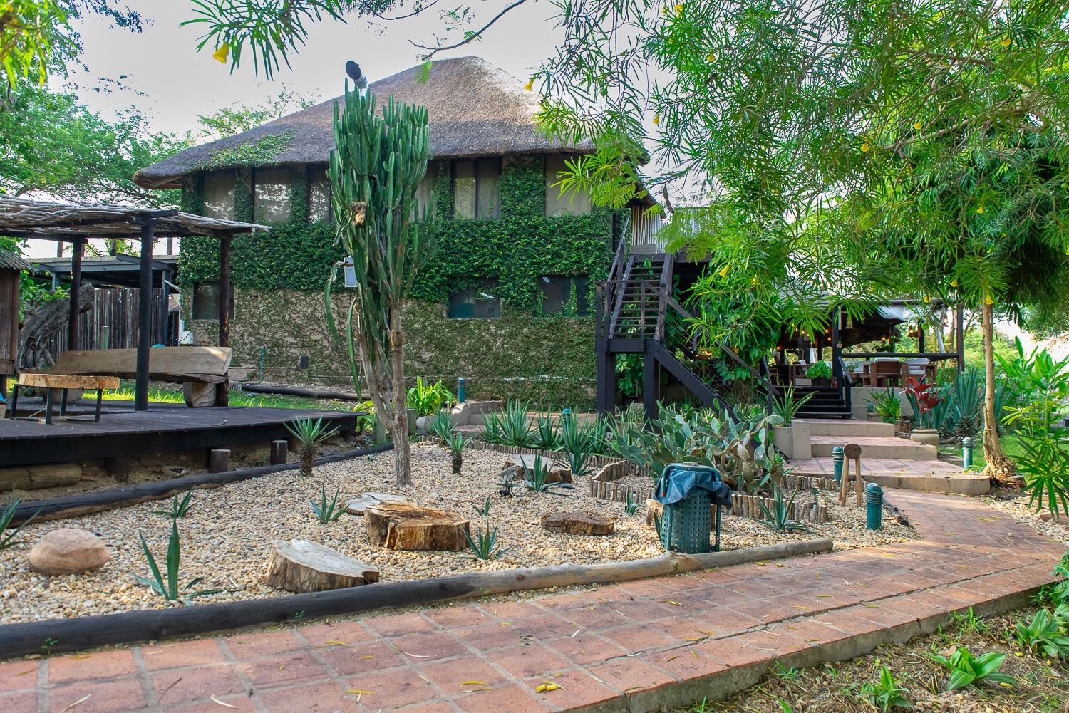 Ivy-covered main building with a thatched roof and a cactus garden in front