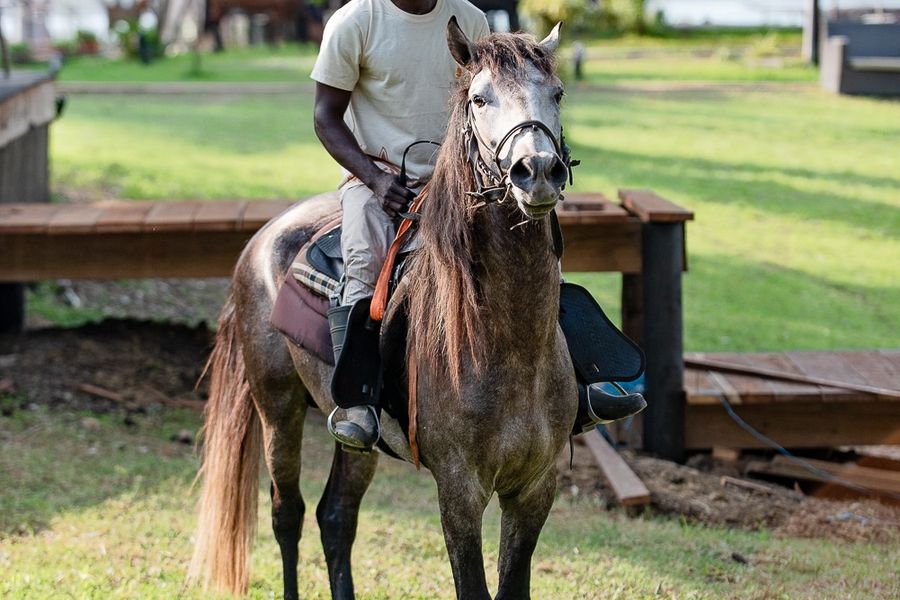 Guide sitting on a grey horse on the lodge lawn