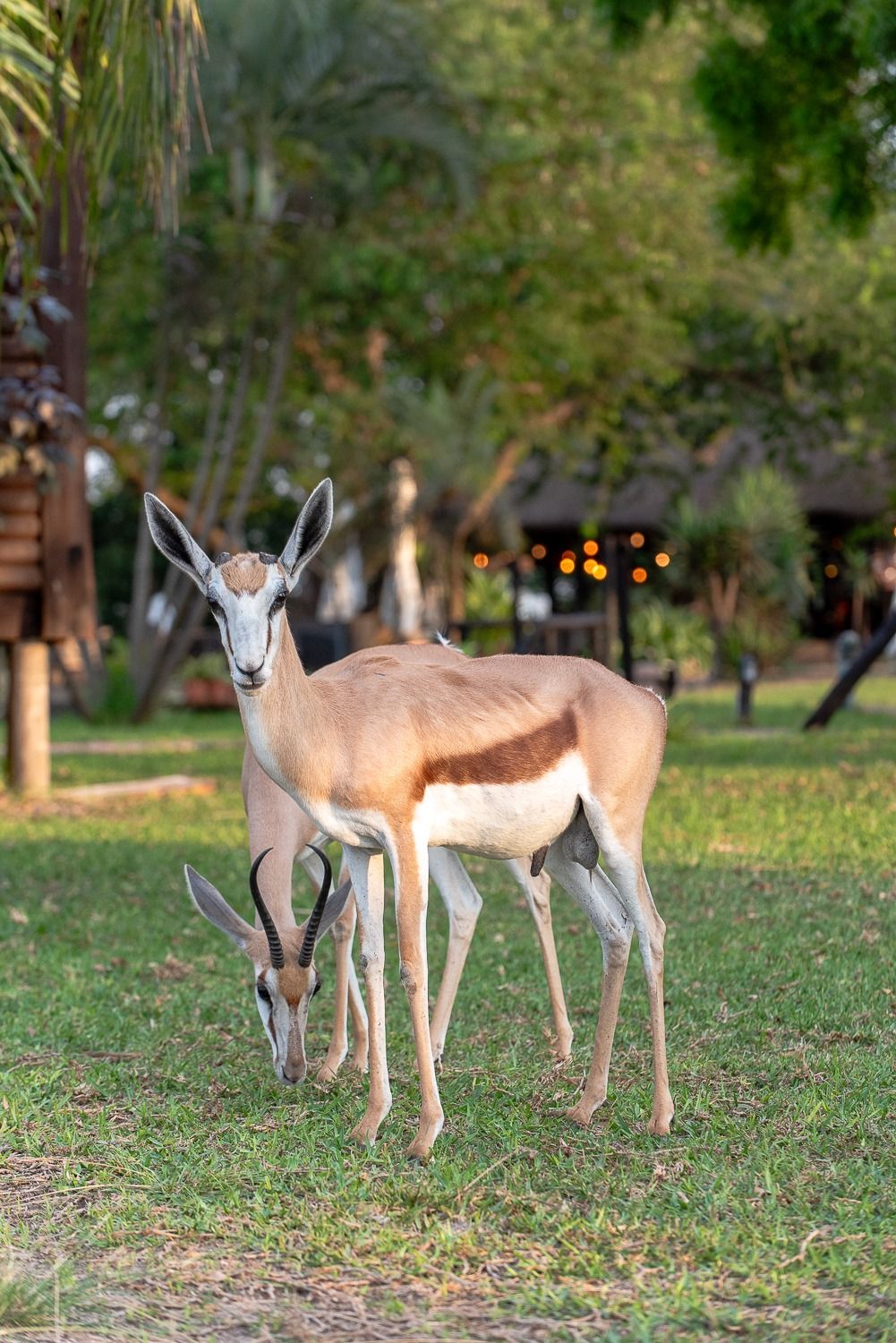 Springbok grazing on the lawn among the lodge's trees
