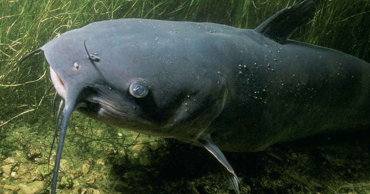 Catfish Hooks 101: Breaking Down 4 Of The Most Common Types