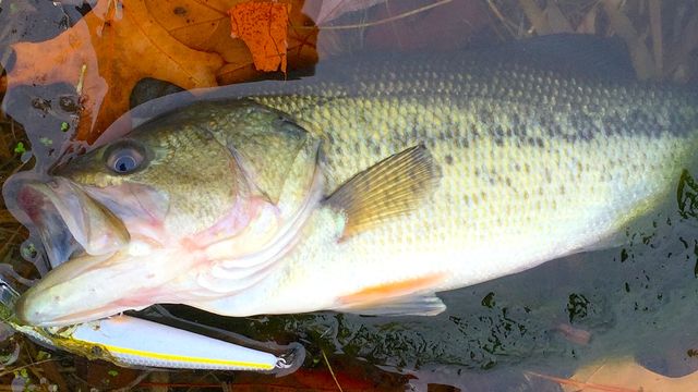 3 Places To Look For Fall Bass