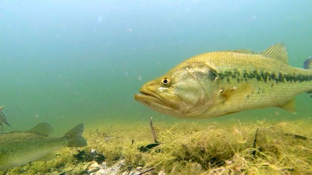 How, When, And Where To Hunt Down Giant Bass