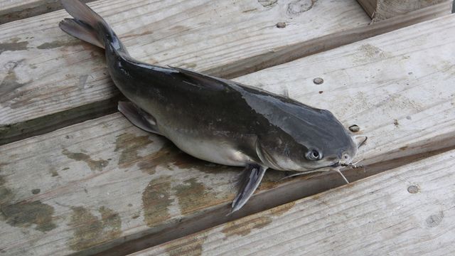 5 Catfish Safety Tips For Properly Holding Whiskery Fish