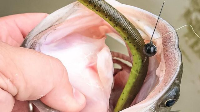 Fishing On A Budget: Cost-Effective Methods For Catching Bass
