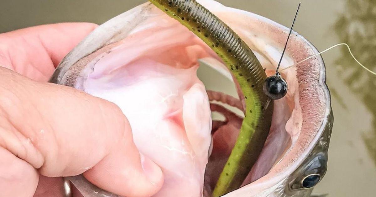 Fishing On A Budget: Cost-Effective Methods For Catching Bass