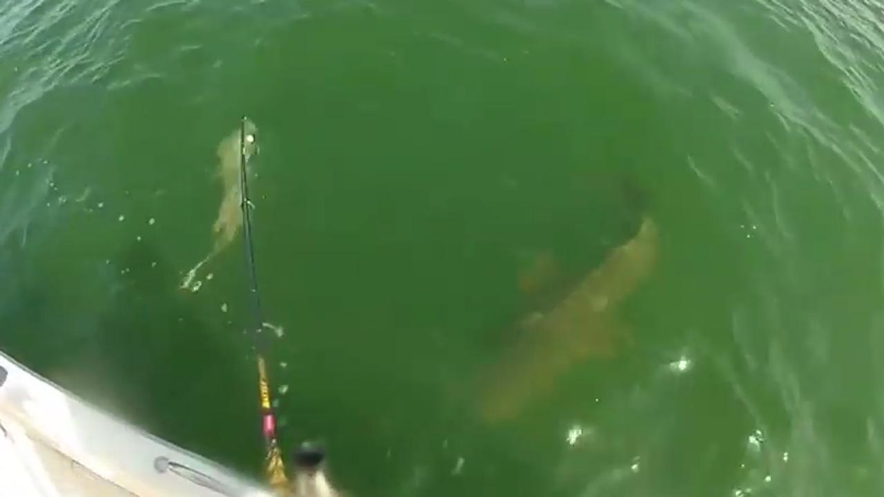 Amazing! Goliath Grouper Swallows 4ft Shark Whole