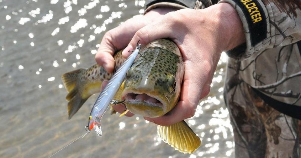 How To Catch Big Trout On Jerkbaits