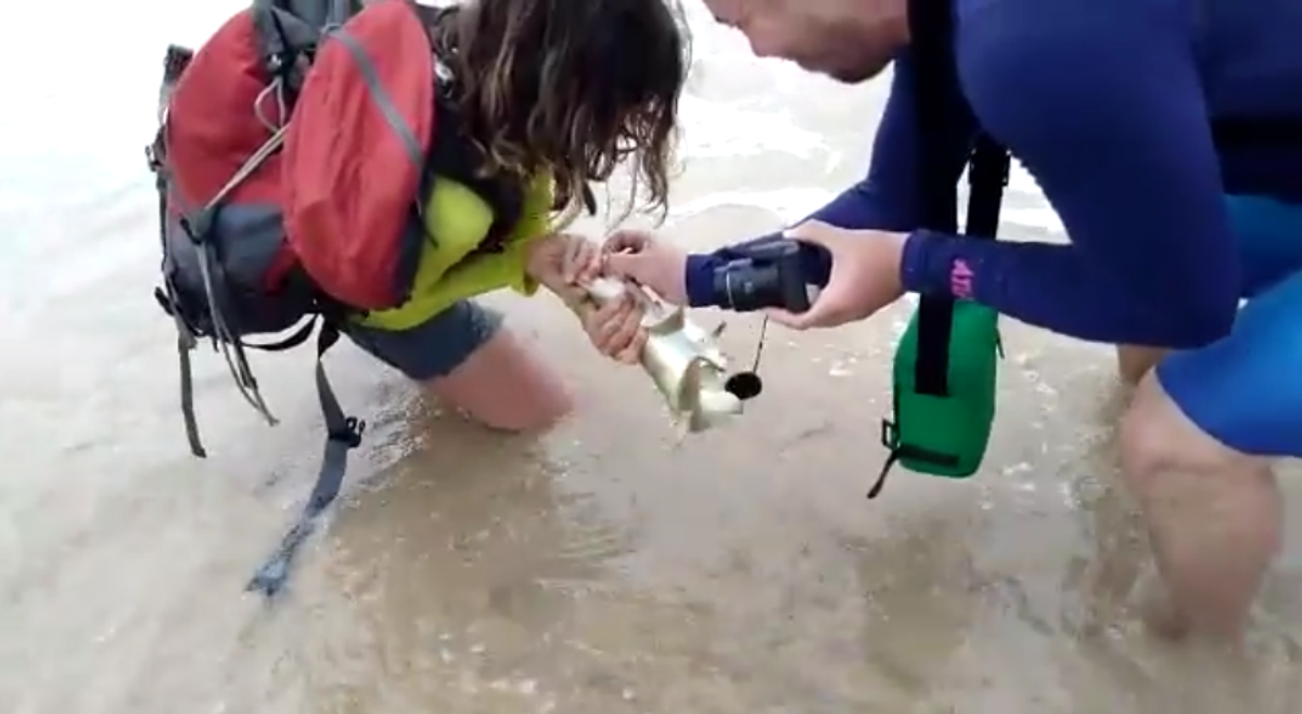 Lady Tries For Selfie With Shark, It Predictably Munches Her Hand