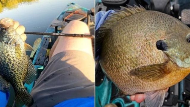 How To Catch More Panfish From A Kayak This Summer