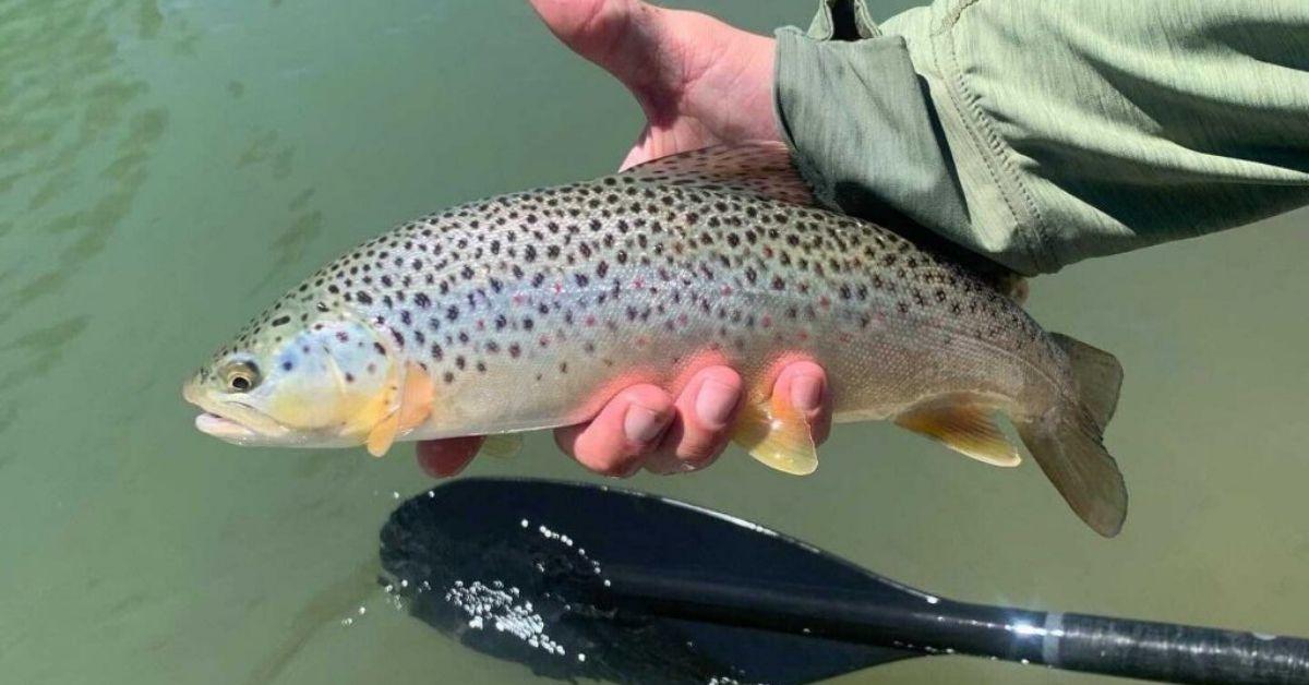 Fall Fishing For Trout: 10 Tips You Need To Know