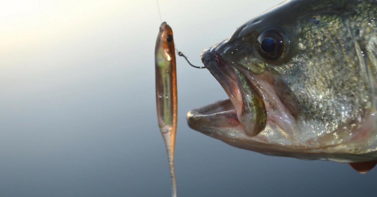 4 Ways To Perfectly Imitate Fleeing Baitfish