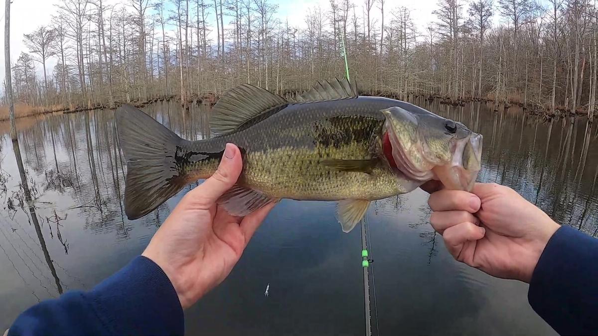 The 5 Best Bass Fishing Lakes In The State Of Kentucky