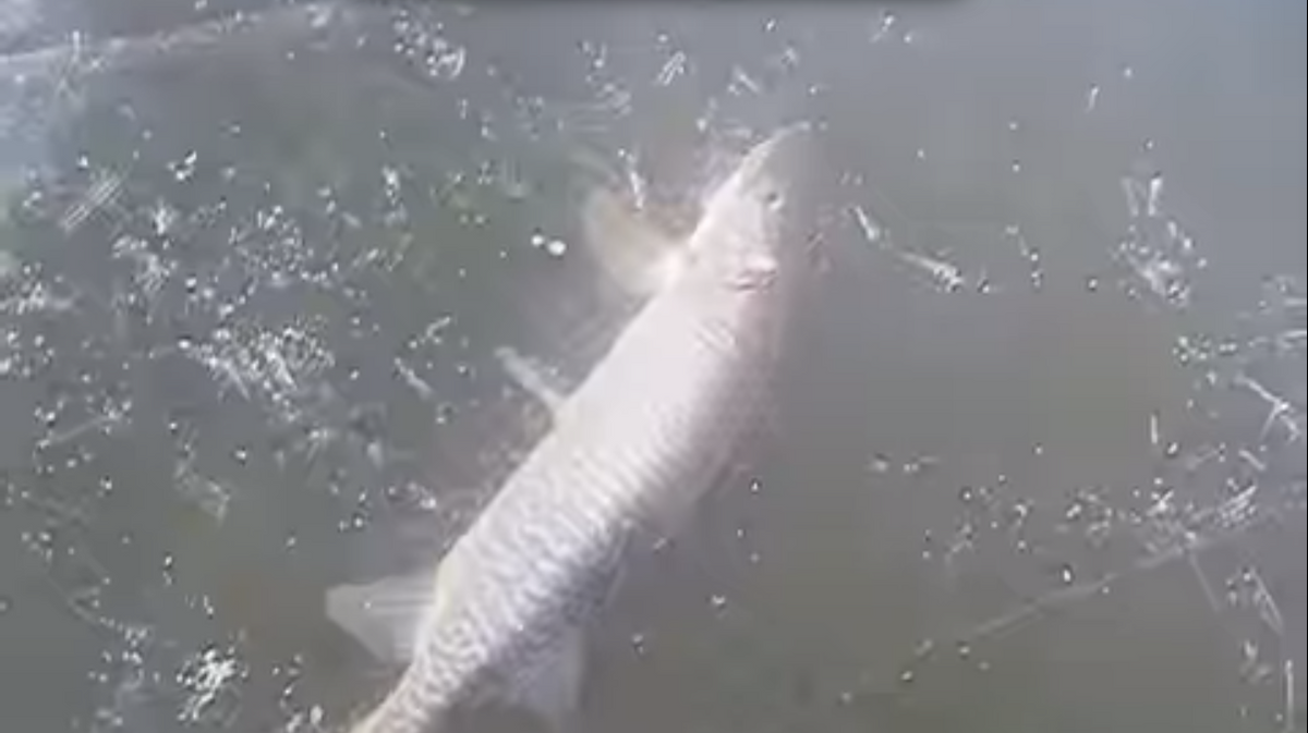 Ice Fisherman Catches 40" Tiger Musky on 6lb Test Line