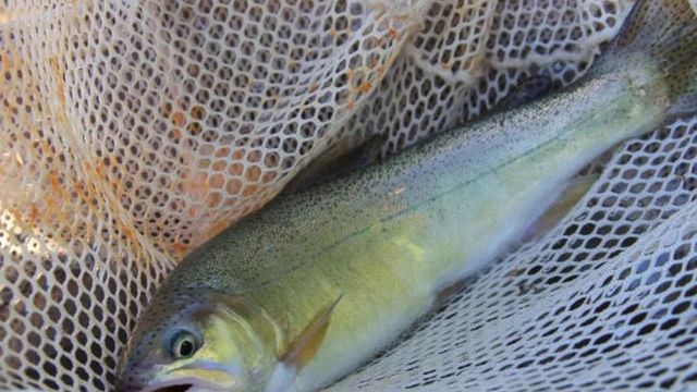 Start Throwing Grasshoppers To Catch Late-Summer Trout