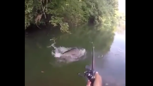 [VIDEO] Watch This Catfish DEVOUR The Suicide Duck Lure