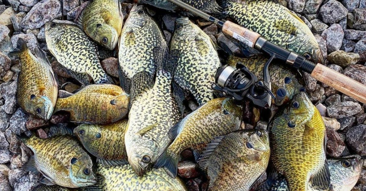 The Colder It Gets, The More They Bite! Winter Crappie Fishing Tricks
