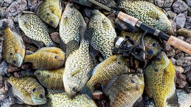The Colder It Gets, The More They Bite! Winter Crappie Fishing Tricks
