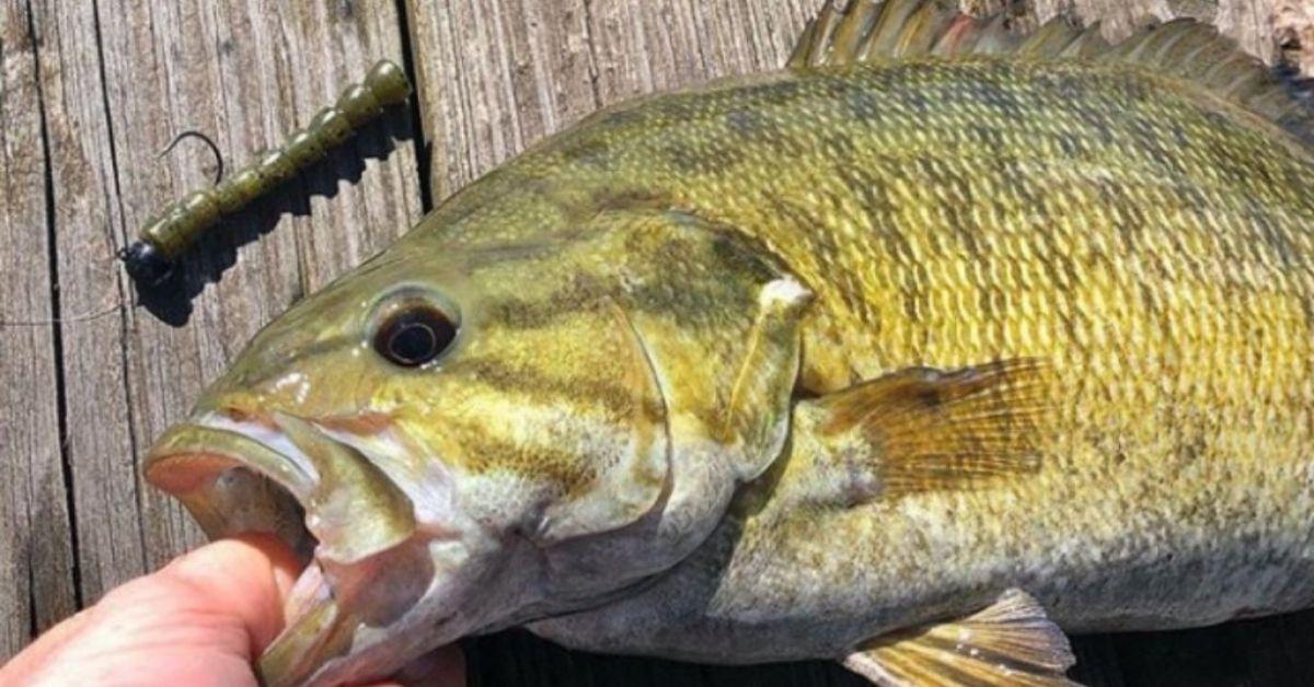 Prespawn Smallmouth Bass Fishing In Rivers: 3 Places To Look