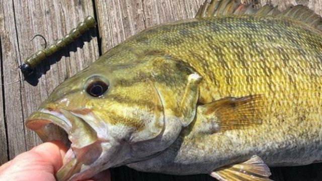 Prespawn Smallmouth Bass Fishing In Rivers: 3 Places To Look