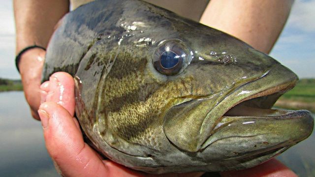 Late Winter Smallmouth Fishing: Where To Find & How To Catch Em