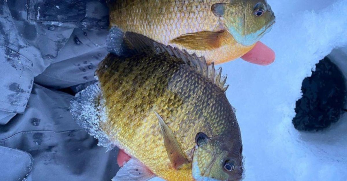 Hardwater Hacks: How To Prepare For The Ice Fishing Season