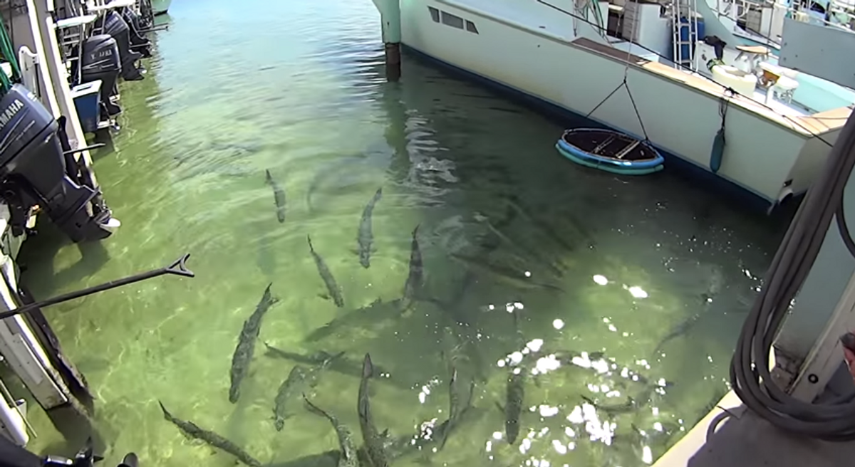 Tarpon Swarm Harbor, Leap From Water For Free Bait