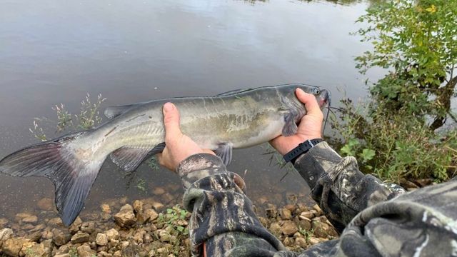 Fall Fishing For Catfish: 10 Tips You Need To Know