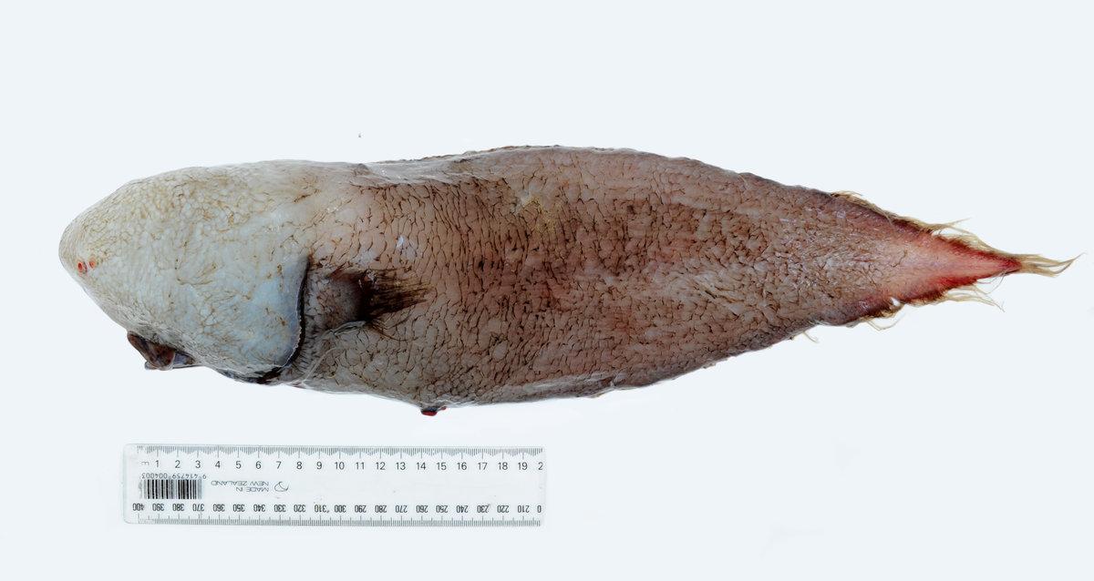 A Faceless Fish Was Rediscovered In Australia And It Will Haunt Your Dreams