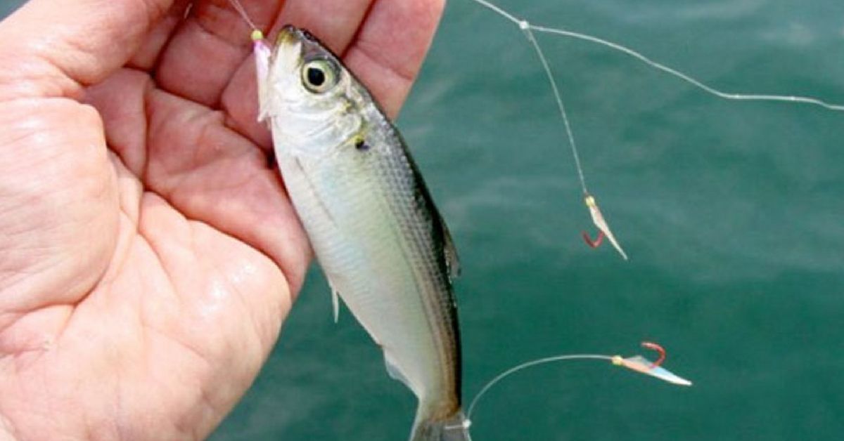 Sabiki Fishing Lure, Shad Fishing Lure, Fishing Rigs