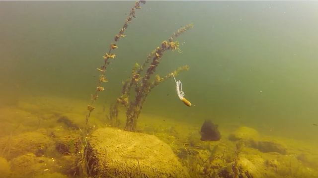 Watch This Smallmouth Devour A Tube [Underwater Footage]