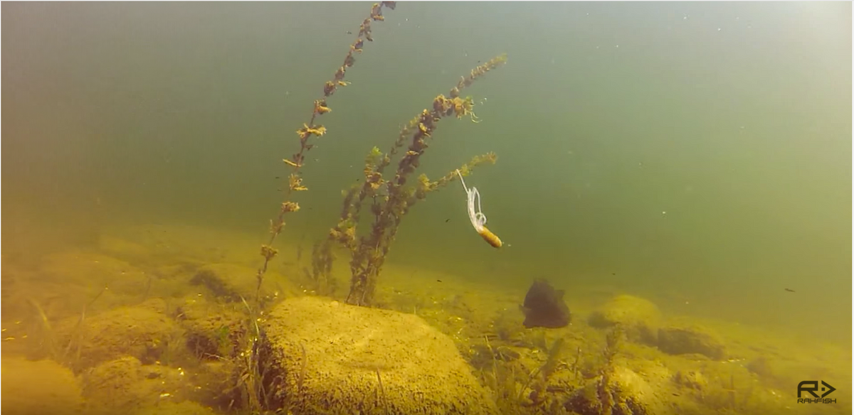Watch This Smallmouth Devour A Tube [Underwater Footage]