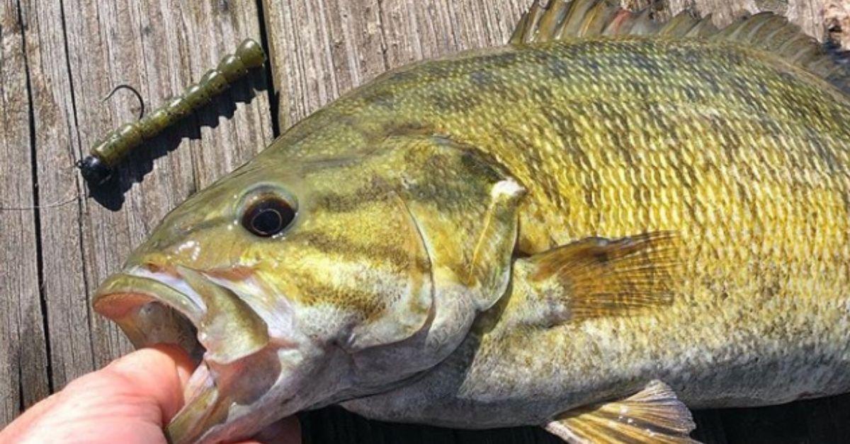 If You Can't Catch A Bass Using These Two Techniques, You Should Take Up Golf