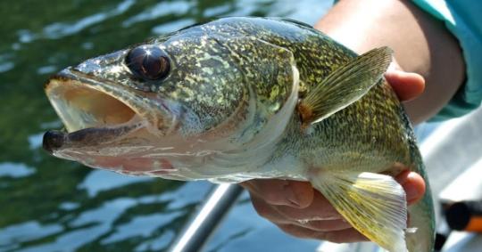 Walleye Trolling Secrets: 3 Things You Need To Know Now