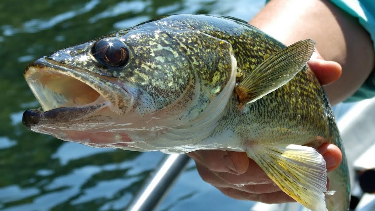 Walleye Trolling Secrets: 3 Things You Need To Know Now