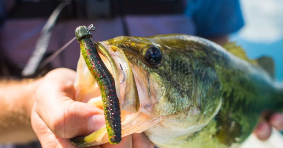 6 Tips For Targeting Clear Water Bass