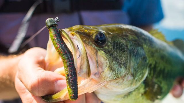 Start Catching More Fish With These 3 Clear Water Rigs