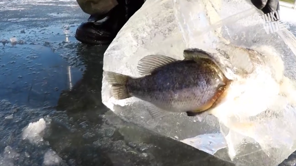 Pike Freezes While Trying To Swallow A Bass Whole!