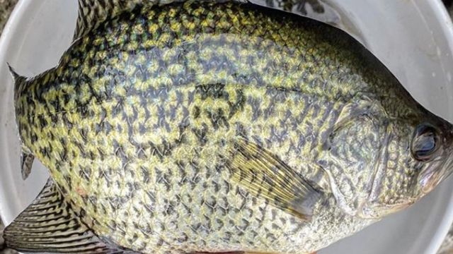 How To Fish Brush Piles For Big Fall Crappie