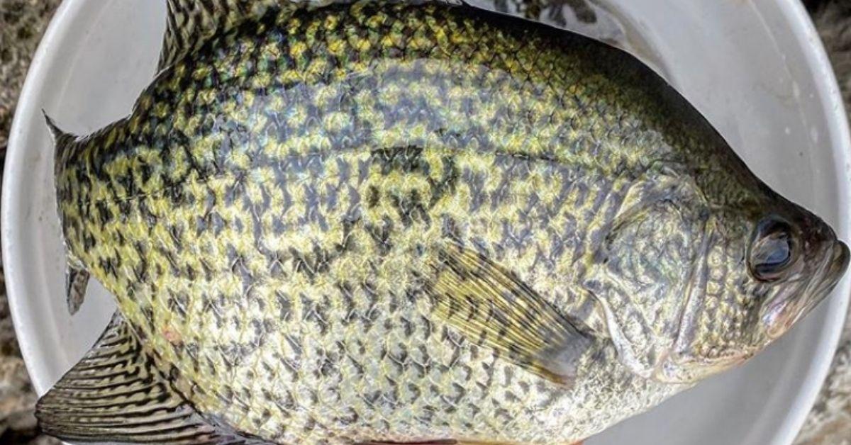 How To Fish Brush Piles For Big Fall Crappie